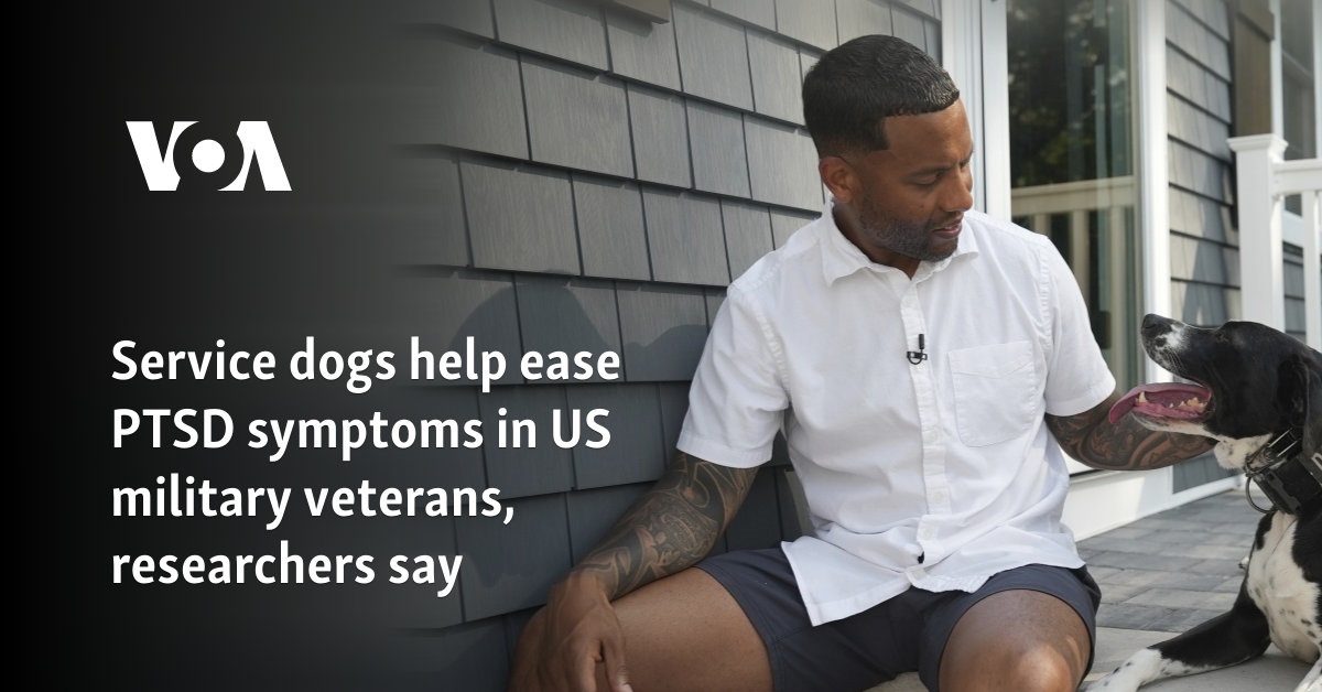 Service dogs help ease PTSD symptoms in US military veterans, researchers say