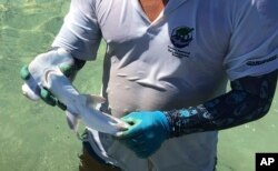 En esta foto del 25 de febrero de 2019 provista por el Parque Nacional Galápagos se ve al científico Eduardo Espinosa sosteniendo un cachorro de tiburón martillo en el recientemente descubierto criadero de Santa Cruz, Galápagos, Ecuador.