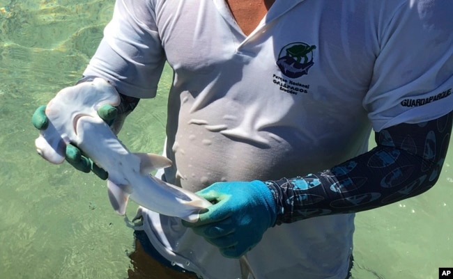 En esta foto del 25 de febrero de 2019 provista por el Parque Nacional GalÃ¡pagos se ve al cientÃ­fico Eduardo Espinosa sosteniendo un cachorro de tiburÃ³n martillo en el recientemente descubierto criadero de Santa Cruz, GalÃ¡pagos, Ecuador.