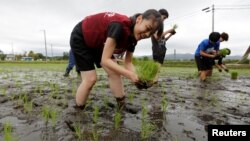 Tourists from Tokyo's universities plant rice seedlings in a paddy field, near Tokyo Electric Power Co's tsunami-crippled Fukushima Daiichi nuclear power plant, during a rice planting event in Namie town, Fukushima prefecture, Japan, May 19, 2018.