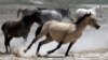 Dry Conditions Threaten Wild Horses in Western US