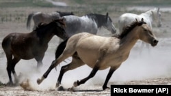 Wild horses kick up dust as they run at a watering hole outside Salt Lake City, Utah.
