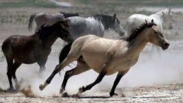 Wild horses kick up dust as they run at a watering hole outside Salt Lake City, Utah.