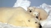 Beruang kutub dan anak-anaknya beristirahat di atas es di Laut Beaufort, bagian utara Alaska. (Foto: Dok)