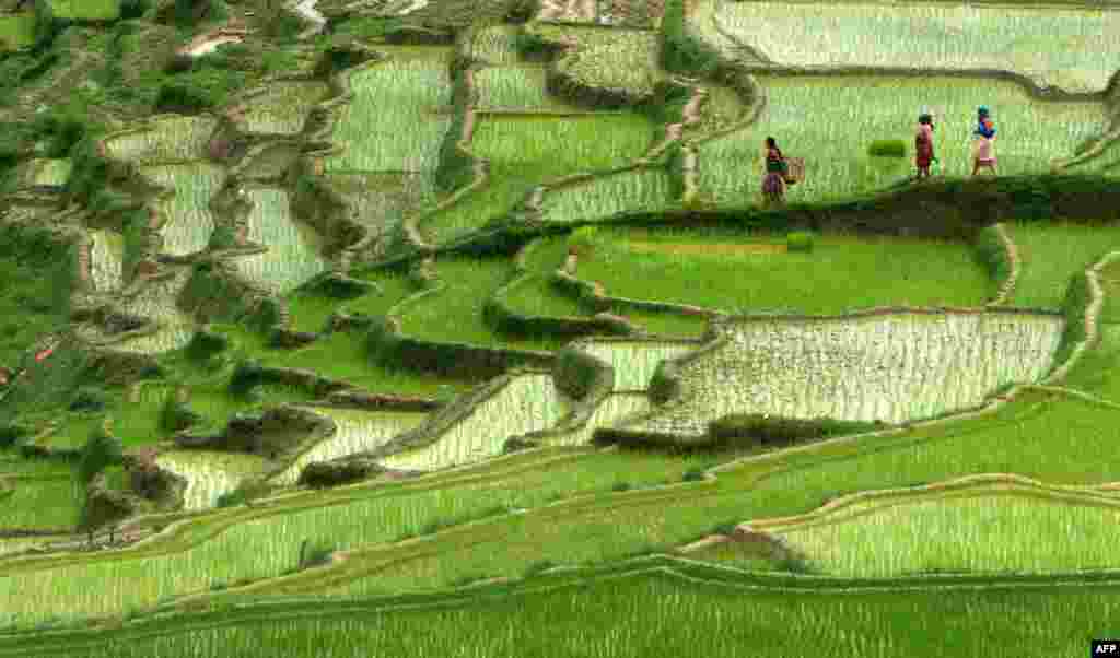Nepalese farmers walk past rice paddy fields in Changu Naryan village on the outskirts of Kathmandu. Nepal&#39;s rice planting season began with the arrival of the monsoon. 