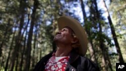 In this photo taken Nov. 5, 2010, Javier Bueno Mercado, a community forest guardian, looks up at the forest in San Juan Xoconusco, part of the wintering grounds of the Monarch butterfly, in the mountains west of Mexico City.