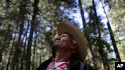 In this photo taken Nov. 5, 2010, Javier Bueno Mercado, a community forest guardian, looks up at the forest in San Juan Xoconusco, part of the wintering grounds of the Monarch butterfly, in the mountains west of Mexico City.