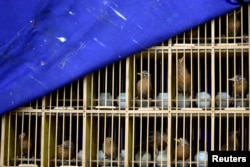 FILE - Seized wild birds are seen inside a cage at a news conference by police officers following a bust on illegal wildlife trade, in Kunming, Yunnan province, China, July 9, 2018.