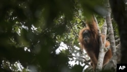 This undated photo released by the Sumatran Orangutan Conservation Programme shows a Tapanuli orangutan with its baby in Batang Toru Ecosystem in Tapanuli, North Sumatra, Indonesia. (Jonas Landolt/Sumatran Orangutan Conservation Programme via AP)