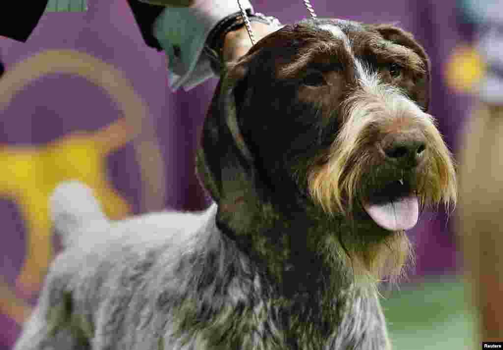 Oakley, seekor anjing jenis German Wirehaired Pointer, berdiri sebelum memenangkan kelompok olahraga dalam lomba anjing Westminster Kennel Club ke-137 di Madison Square Garden, New York (12/2).