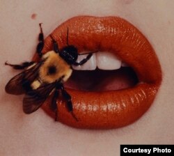 Irving Penn, Bee, New York, 1995, printed 2001, Smithsonian American Art Museum, Promised gift of The Irving Penn Foundation. Copyright © The Irving Penn Foundation