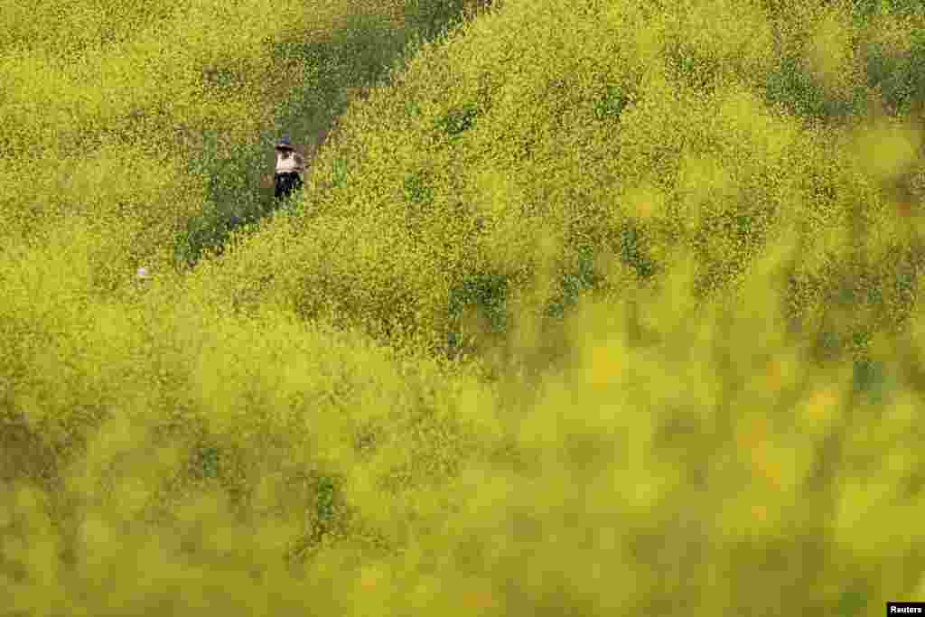 People walk through mustard plants in the Chino Hills State Park, California, April 21, 2021.