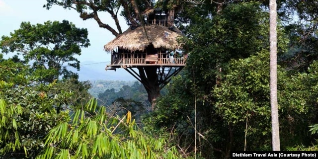 A treehouse that is part of the rainforest gibbon experience at Nam Kan National Park.