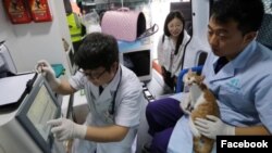 Para petugas medis bekerja di mobil ambulans khusus untuk hewan peliharaan di Hong Kong (Courtesy: Facebook).