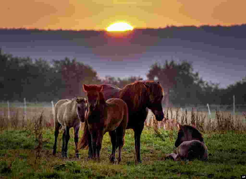 Icelandic horses stand on a meadow at a stud farm in Wehrheim near Frankfurt, Germany, as the sun rises.