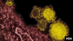 The Middle East respiratory syndrome (MERS) coronavirus as seen through a powerful microscope.