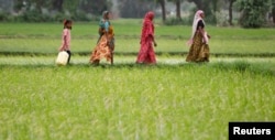 FILE - Farmers walk through a paddy field at Bhat village on the outskirts of the western Indian city of Ahmedabad, July 30, 2012.