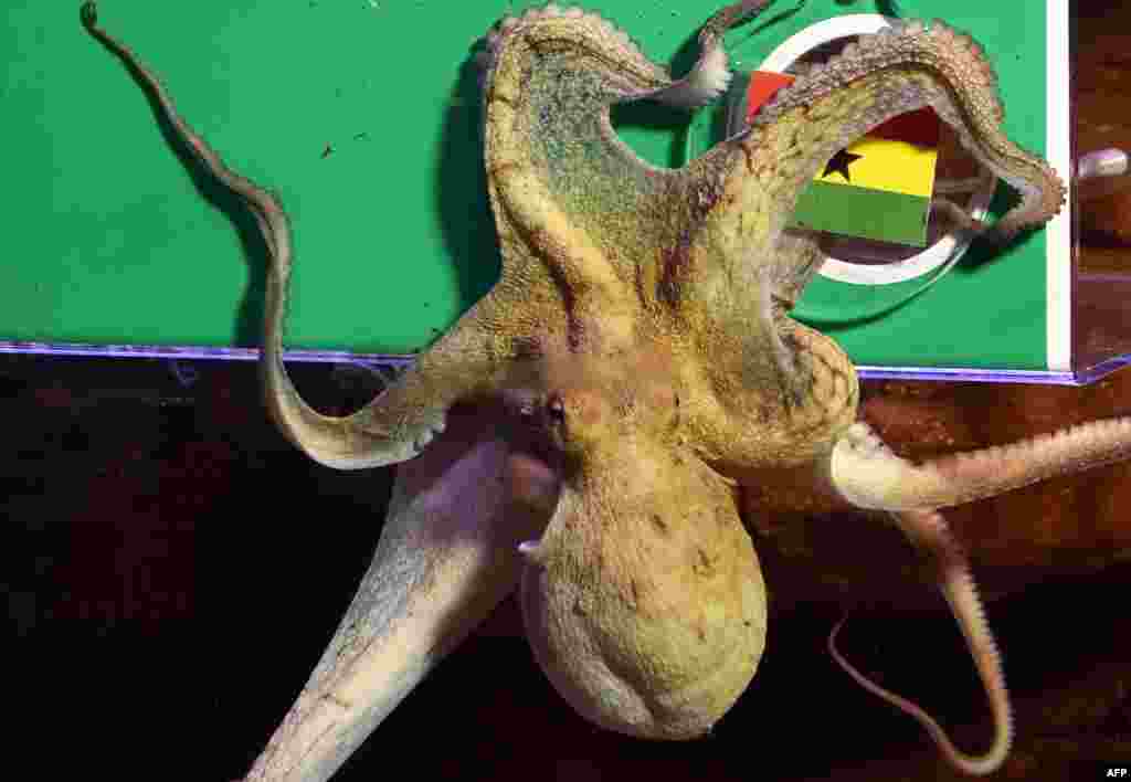 Female octopus Regina passes by the Ghanaian national flag during an oracle event at Sea Life Aquarium in Berlin, on the eve of the Germany vs Ghana match at the FIFA World Championship 2014 in Brazil.