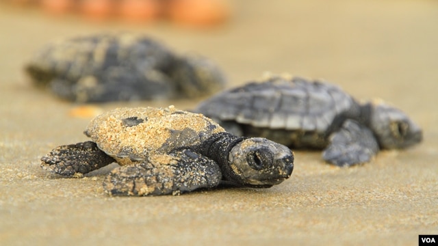 Kenya Sea Turtle Project Teaches Conservation