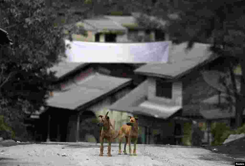 Dogs stand in the empty Mardingding village in Karo district, Indonesia&#39;s North Sumatra province. Residents were evacuated to temporary shelters as the emergency alert for Mount Sinabung remains at its highest level. 