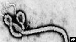 伊波拉病毒。
