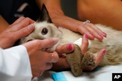 Seorang personel kedokteran hewan berusaha menenangkan seekor kucing bernama Miller yang tengah diambil darah di Veterinary Specialty Hospital, Palm Beach Gardens, Florida. (Foto: Ilustrasi/AP/Wilfredo Lee)