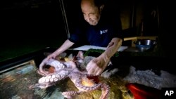 In this Jan. 3, 2019, photo, 84-year-old Wilson Menashi, of Lexington, Mass., interacts with an octopus at the New England Aquarium, in Boston. (AP Photo/Steven Senne)