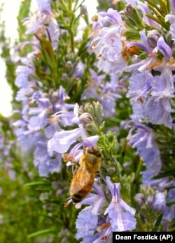 This April 19, 2013 photo shows a honeybee on Rosemary blooms in a garden near Langley, Wash. Some herbs, like fennel and dill, also serve as host plants for butterfly caterpillars.