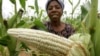 Zimbabwe Farmers Say New Maize Producer Price Still Low