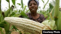 The maize crop is a disaster this year due to a devastating drought and heavy rains that soaked crops in some parts of Zimbabwe