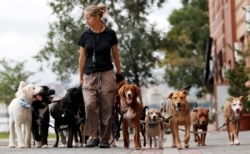 Kathleen Chirico walks several dogs as part of her daily routine as a dog walker, Wednesday, Sept. 30, 2015, in Hoboken, N.J. (AP Photo/Julio Cortez)