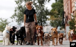 Kathleen Chirico walks several dogs as part of her daily routine as a dog walker, Wednesday, Sept. 30, 2015, in Hoboken, N.J. (AP Photo/Julio Cortez)