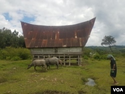 Une des maisons des habitants du sous-district de Nainggolan, île Samosir, lac Toba, nord de Sumatra. (Photo: VOA / Maisons d'habitation dans le district de Nainggolan, île de Samosir, lac Toba, nord de Sumatra. (Photo: VOA / Anugerah Adriansyah)
