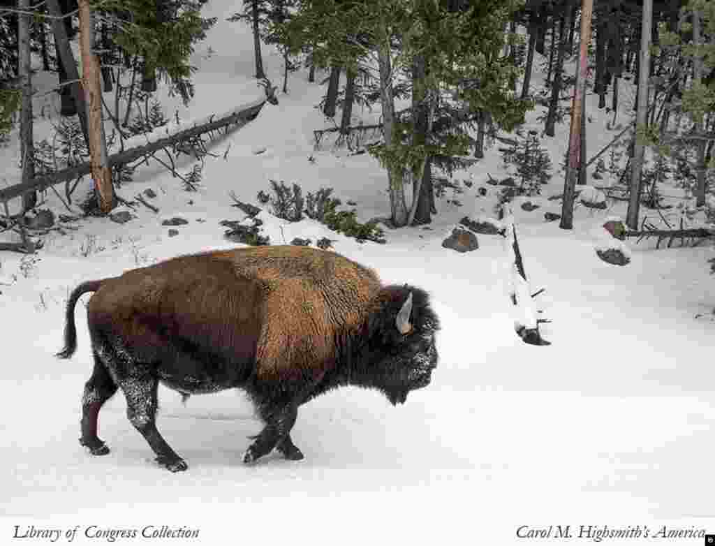 Bison in Yellowstone National Park (Carol M. Highsmith, Library of Congress Collection)