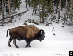 Bò rừng ở Công viên Quốc gia Yellowstone. (Ảnh: Carol M. Highsmith, Bộ sưu tập Thư viện Quốc hội).