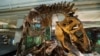 T. Rex Temukan Mangsa Berbahaya saat Balai Pameran Dinosaurus di Smithsonian Dibuka Kembali