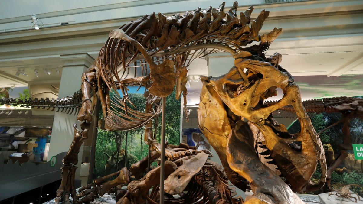 T. Rex Finds Dangerous Meal As Smithsonian Dinosaur Hall Reopens