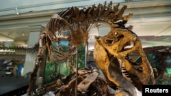 Sebuah kerangka Tyrannosaurus Rex tampak dipamerkan sebelum dibukanya kembali Museum Sejarah Alam Smithsonian yang memamerkan dinosaurus dan fosil setelah direnovasi yang memakan biaya $110 juta di Washington, AS, 4 Juni 2019 (foto: Reuters/Kevin Lamarque)