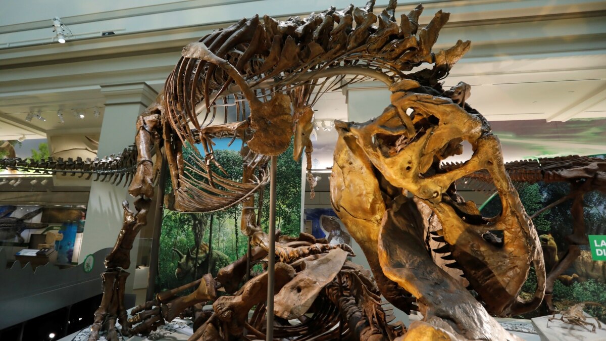 Study Provides New Details about Teenage T. Rex