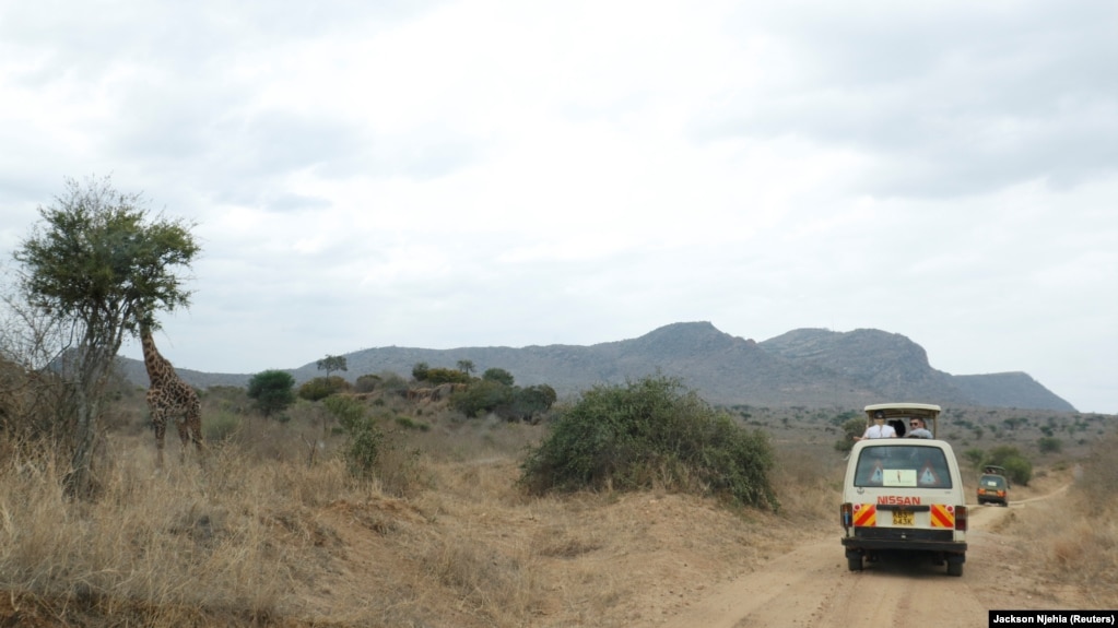 Tourists drive past a giraffe, a large African animal, during the coronavirus disease (COVID-19) pandemic at Tsavo West National Park in Tsavo area in Kenya on September 21, 2021. (REUTERS/Jackson Njehia)