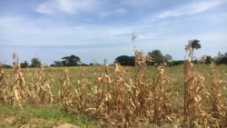 Seca no Kwanza sul faz caír produção agrícola - 2:12