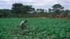 Shortages of Fertilizer Jeopardize Zimbabwe 2012 Maize Crop Yields
