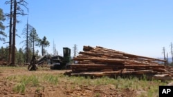 FILE - Stacks of logs in the San Francisco Peaks of the Coconino National Forest in northern Arizona await cutting and splitting into firewood on June 8., 2020. 