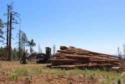 FILE - Stacks of logs in the San Francisco Peaks of the Coconino National Forest in northern Arizona await cutting and splitting into firewood on June 8., 2020.
