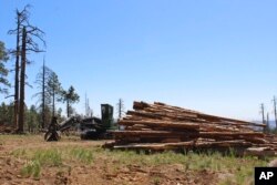 FILE - Stacks of logs in the San Francisco Peaks of the Coconino National Forest in northern Arizona await cutting and splitting into firewood on June 8., 2020.