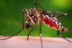 Seekor nyamuk Aedes aegypti betina terlihat dalam foto Center for Disease Control (CDC) 2006 ini pada 30 Oktober 2013. (Foto: via Reuters)
