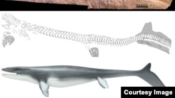 Thằn lằn biển khổng lồ dài tới 17 mét với hình dạng thon giống như cá, có vây giống như cá mập và đuôi giống như cá voi. 