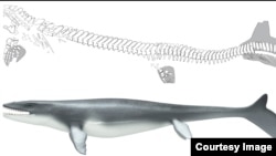 The mosasaur Prognathodon was a lizard-like creature with a shark-like fin.