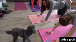 人狗雙修的開心瑜伽課（視頻截圖）