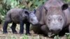 Fighting Rhino Poaching 